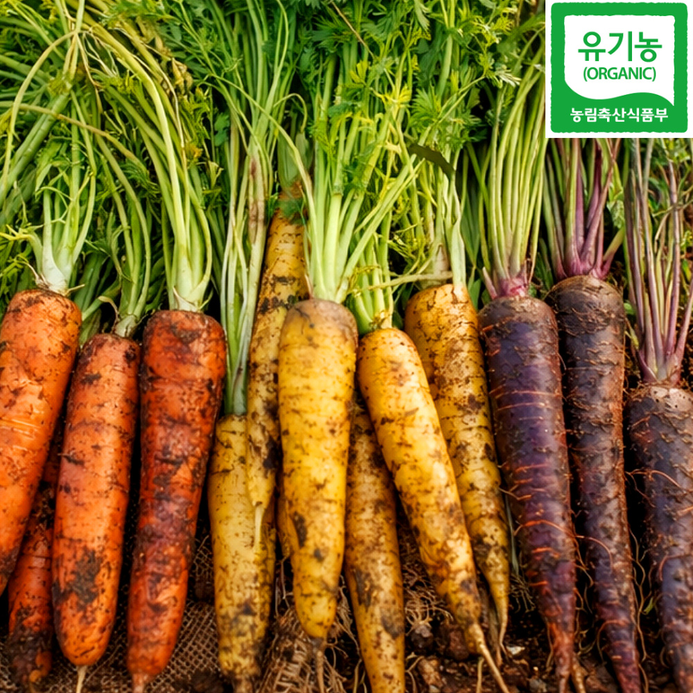 제주 유기농 삼색 당근 주황당근 자색당근 노랑당근 모음 산지직송