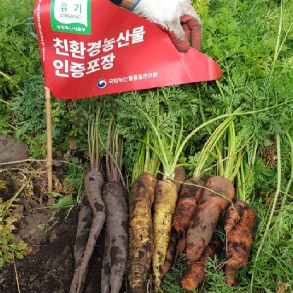제주 유기농 삼색 당근 주황당근 자색당근 노랑당근 모음 산지직송