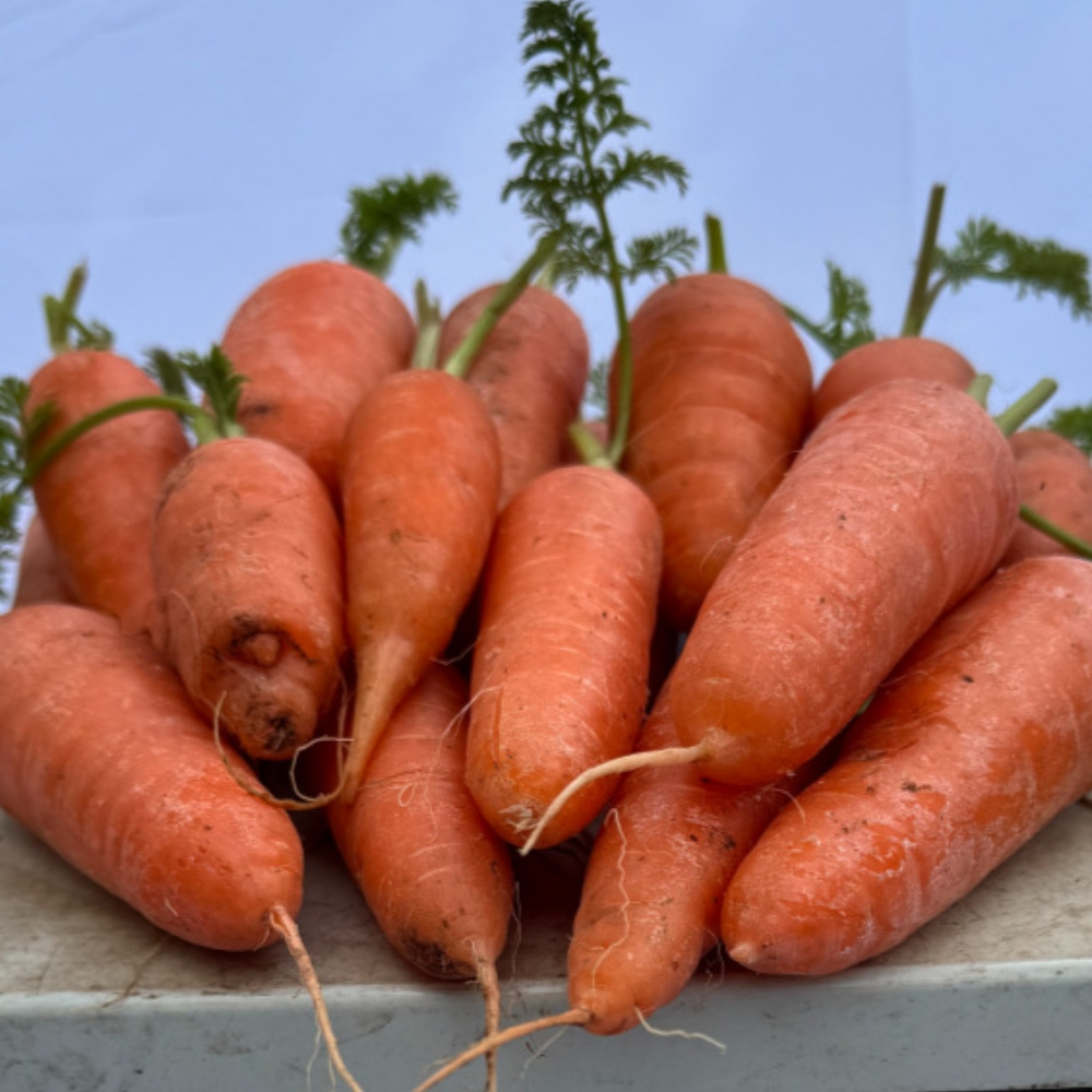 제주 유기농 삼색 당근 주황당근 자색당근 노랑당근 모음 산지직송