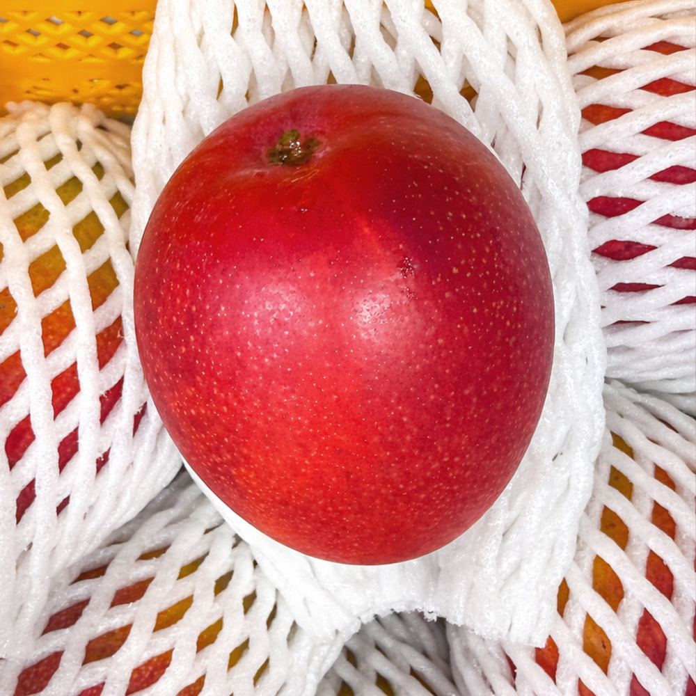 [올바른] 제주 애플망고 최상품