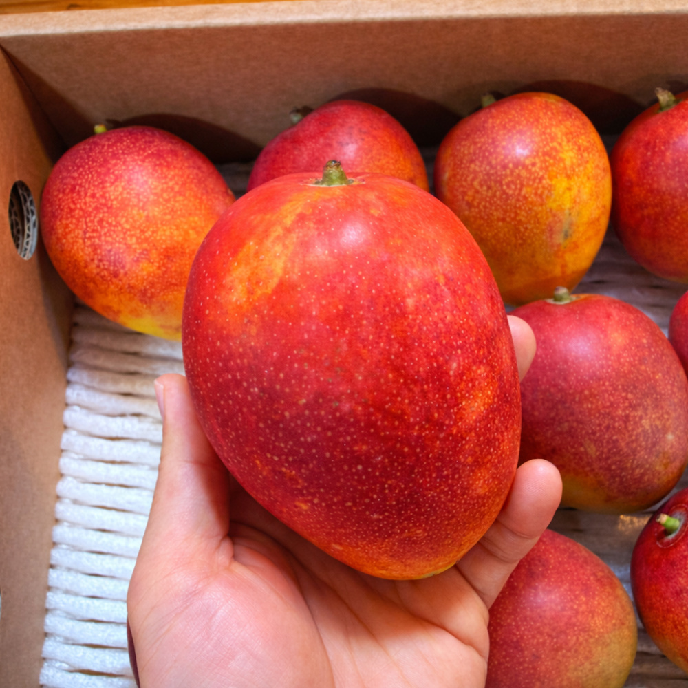 [올바른] 제주 애플망고 최상품