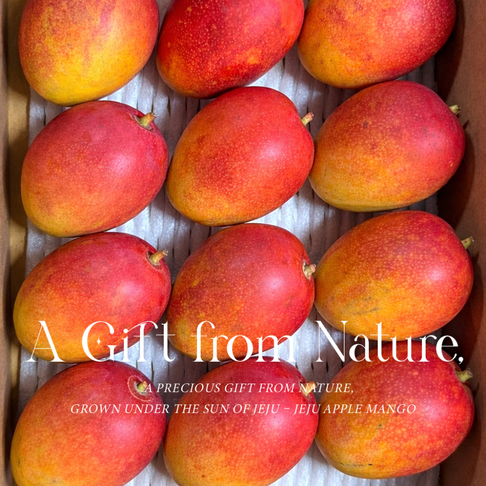 [올바른] 제주 애플망고 최상품
