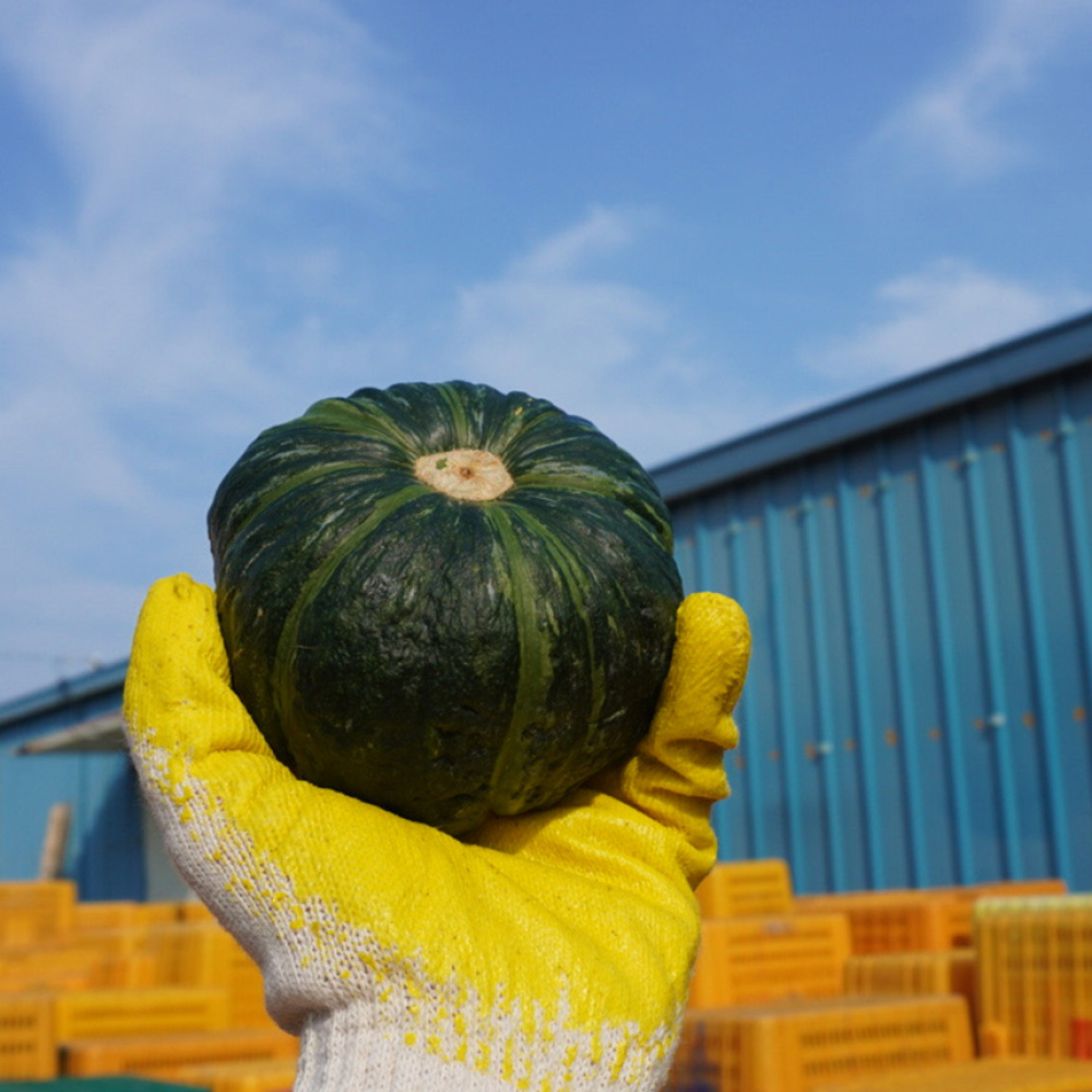 제주 미니단호박 밤호박 보우짱 3kg 못난이