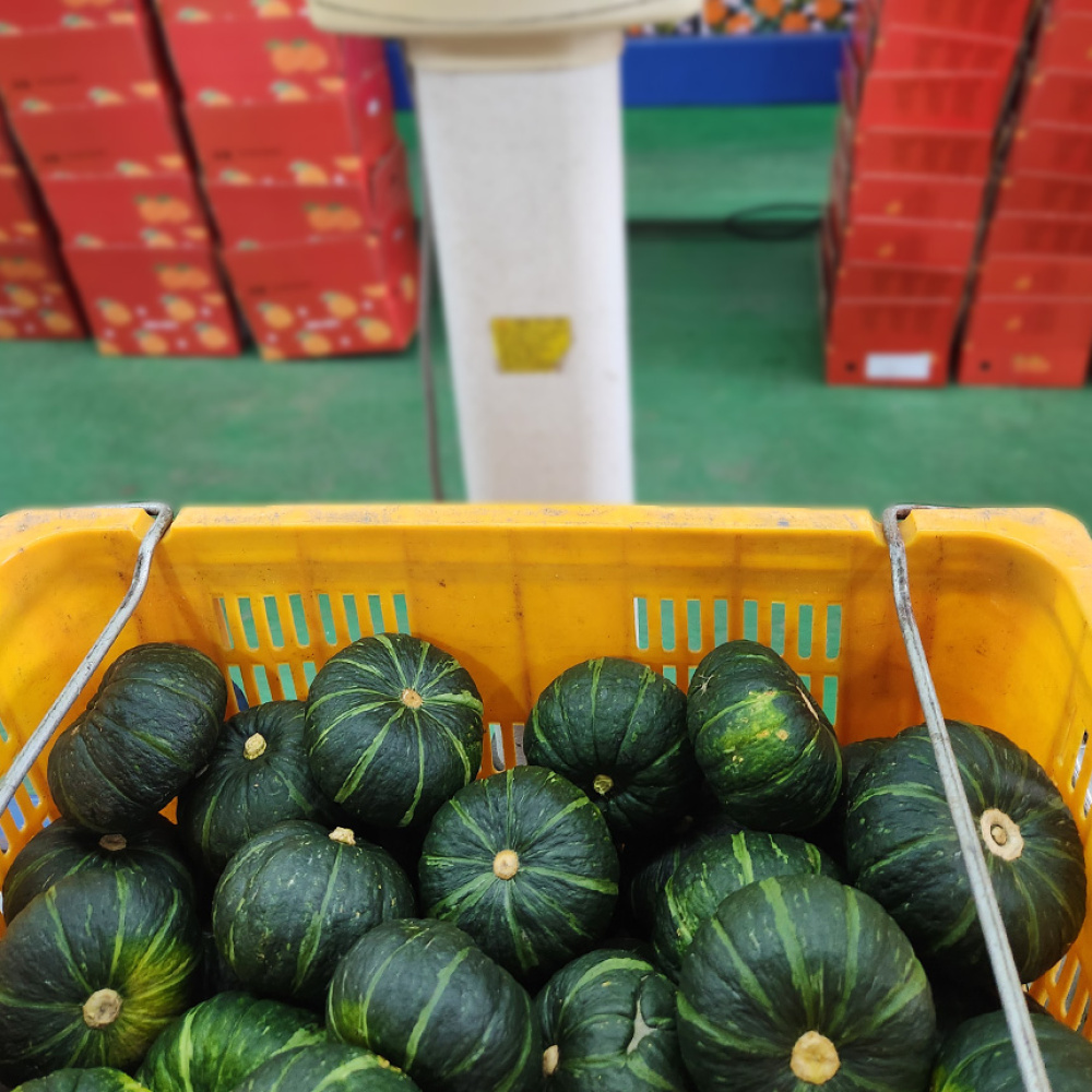 제주 미니단호박 밤호박 보우짱 3kg 못난이