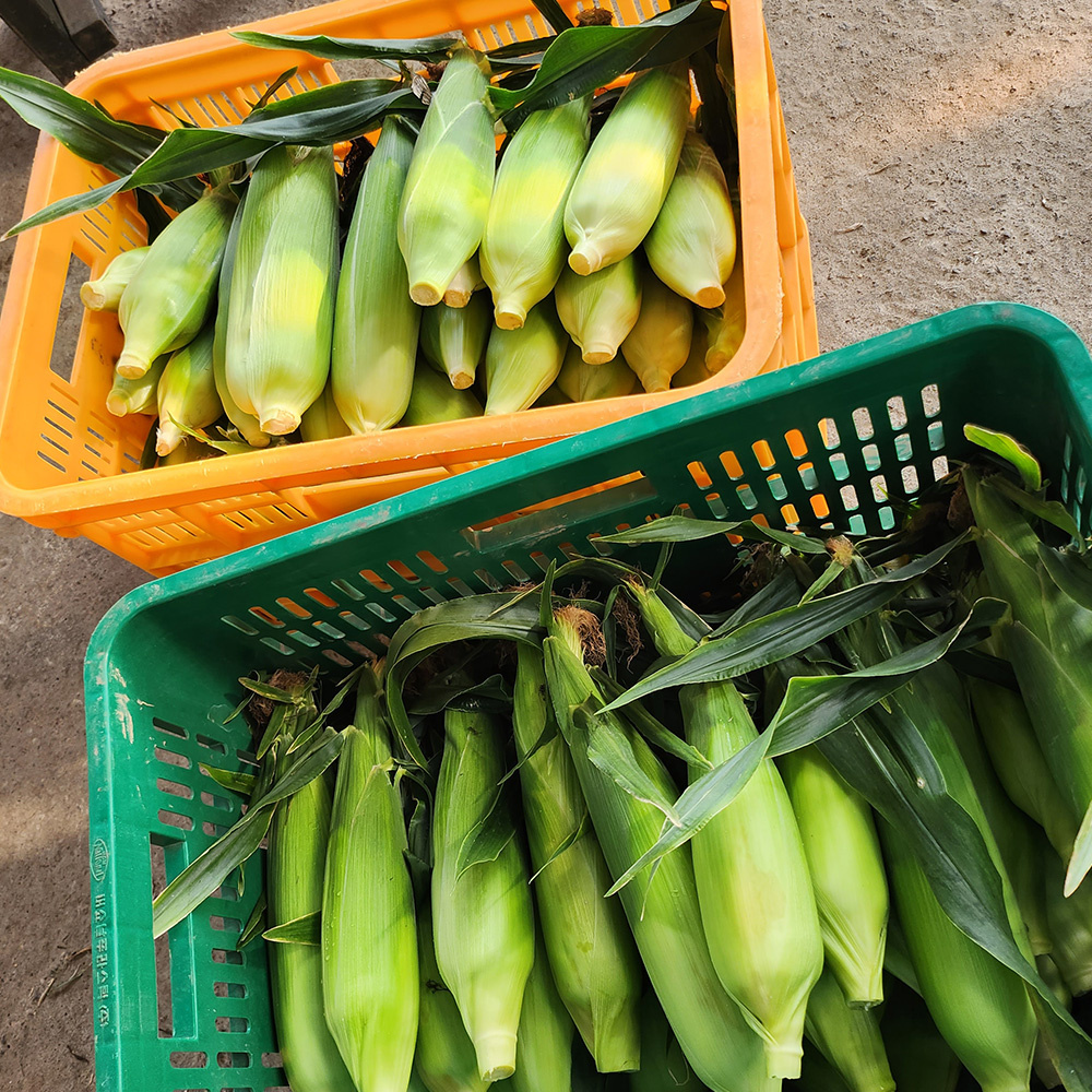 [예약판매중] 제주 초당 옥수수 NON_GMO 특품 상품 10개입 20개입