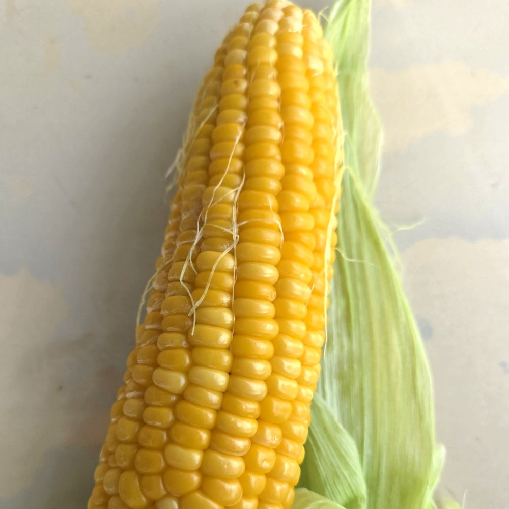 [예약판매중] 제주 초당 옥수수 NON_GMO 특품 상품 10개입 20개입