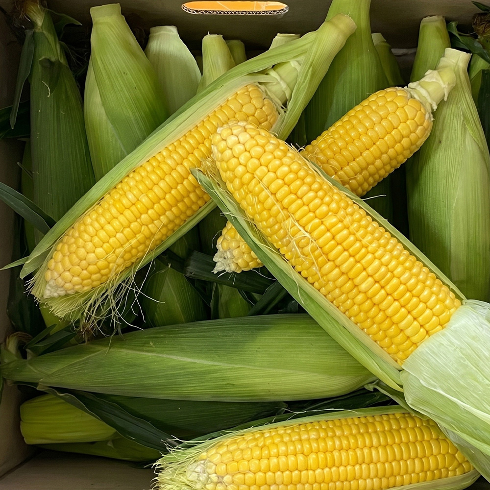 [예약판매중] 제주 초당 옥수수 NON_GMO 특품 상품 10개입 20개입
