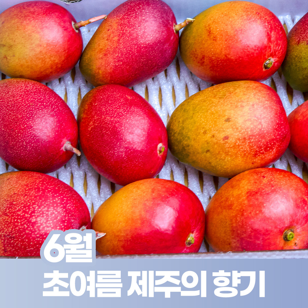 6월초여름제주의향기 [탐나라망고농장] 제주 애플망고 왕 망고 산지직송 프리미엄 3kg 선물용