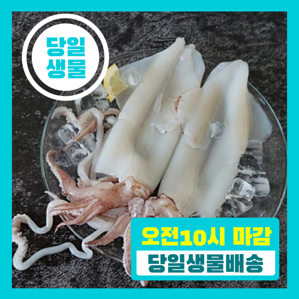 [당일생물 ] 제주 한치 [서비스준비중 ]