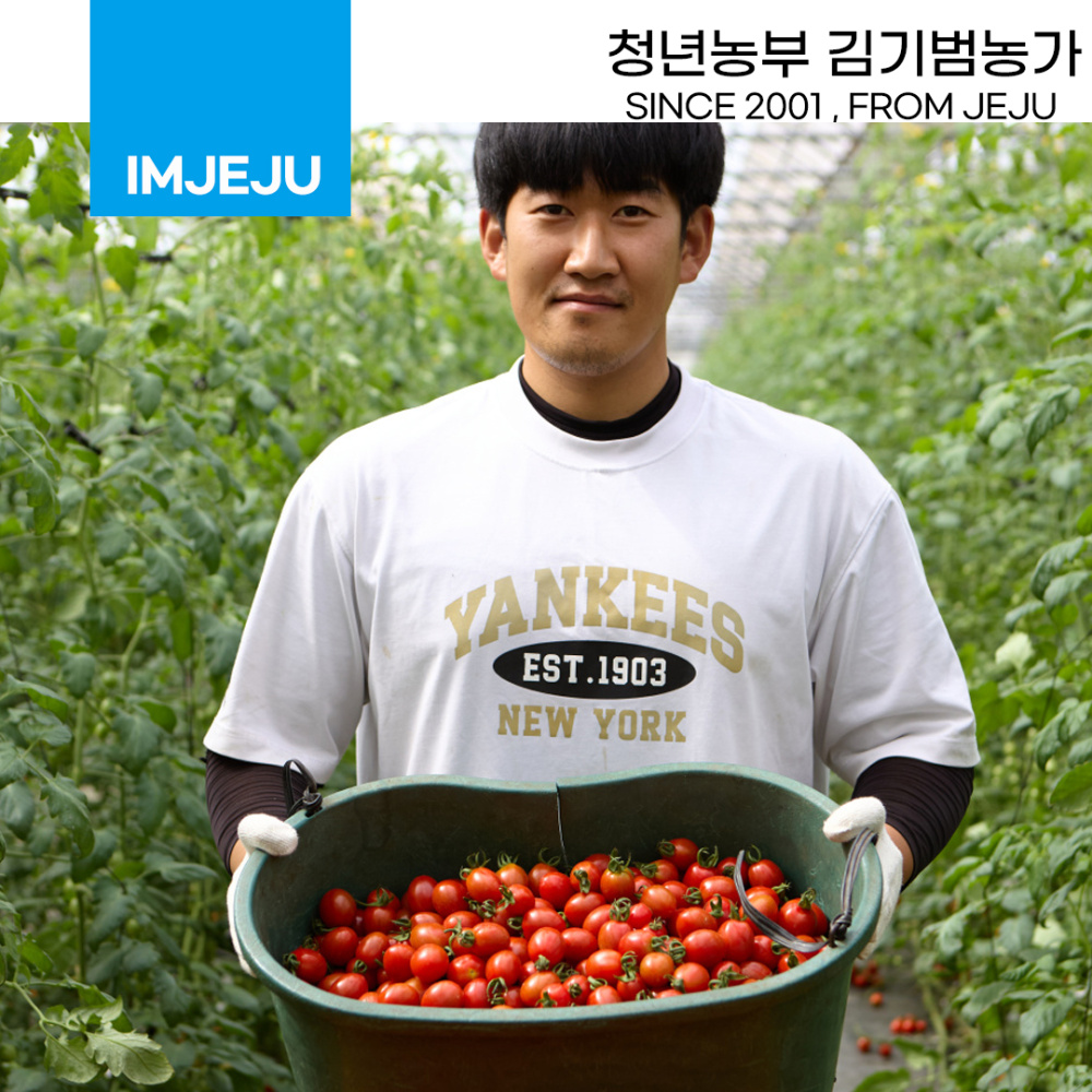 청년농부 김기범농가 대추 방울 토마토 특대 2kg 신선 과일 방울토마토