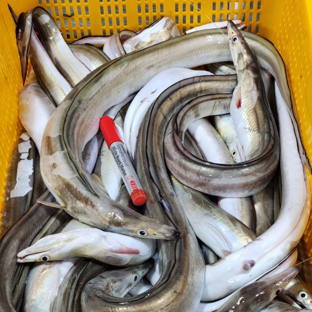 [당일조업 ] 제주 당일바리  횟감하모장어 내장제거 무료    1키로/약2~3미 2kg부터판매