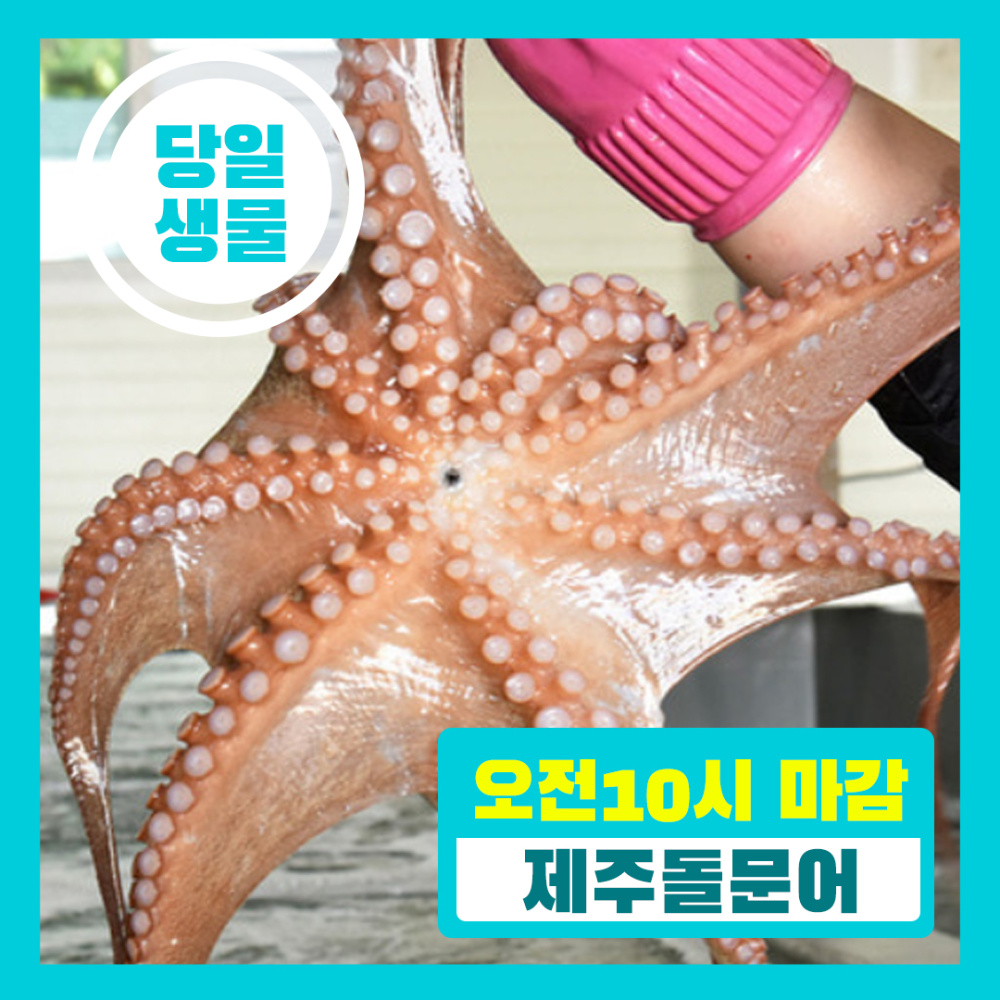 [당일생물 ] 제주 당일바리  제주돌문어 1.3 KG