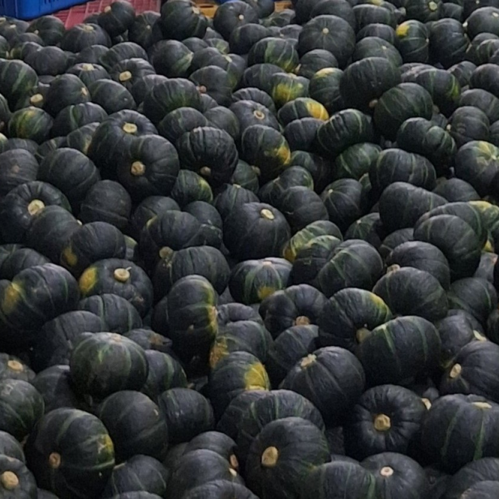 미니밤호박 10kg(혼합과)