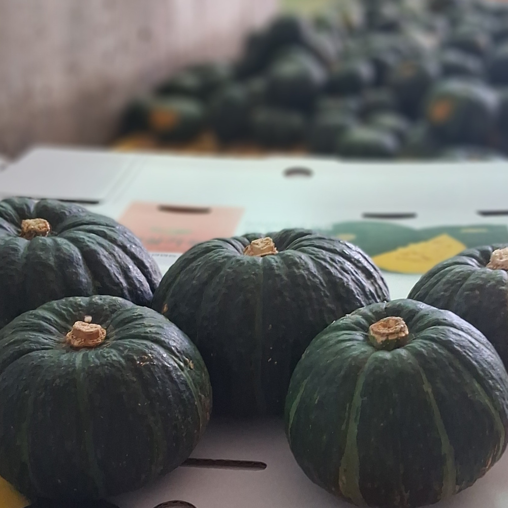 제주 미니 단호박/밤호박 10kg (혼합)