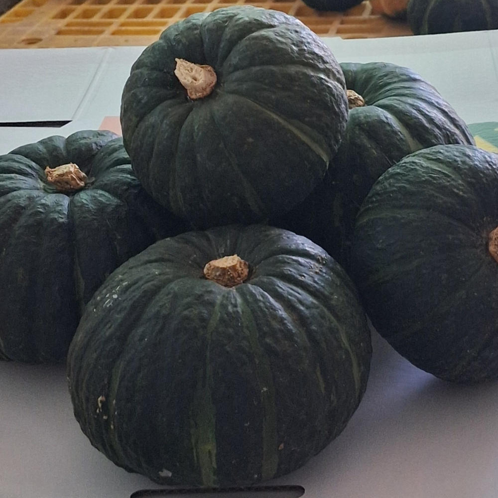 제주 미니 단호박/밤호박 10kg (혼합)