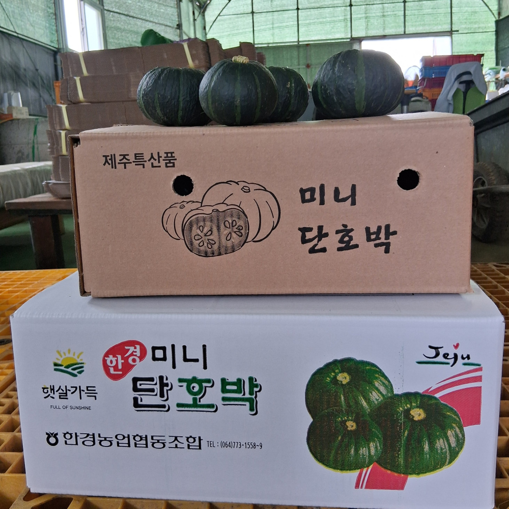 제주 미니 단호박/밤호박 10kg (혼합)