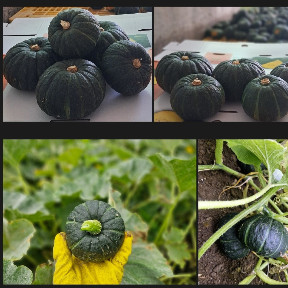 제주 미니 단호박/밤호박 10kg (혼합)