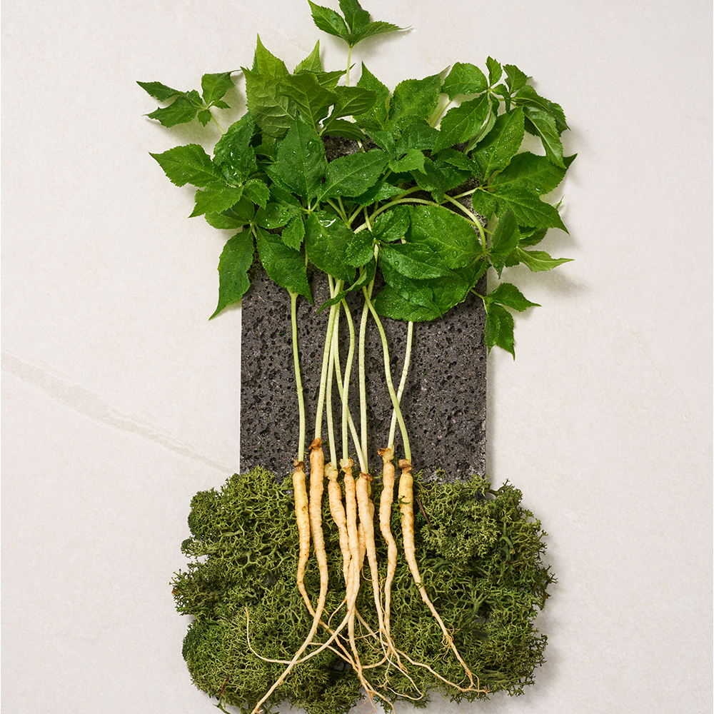 제주 새싹인삼 용천삼 (50뿌리)