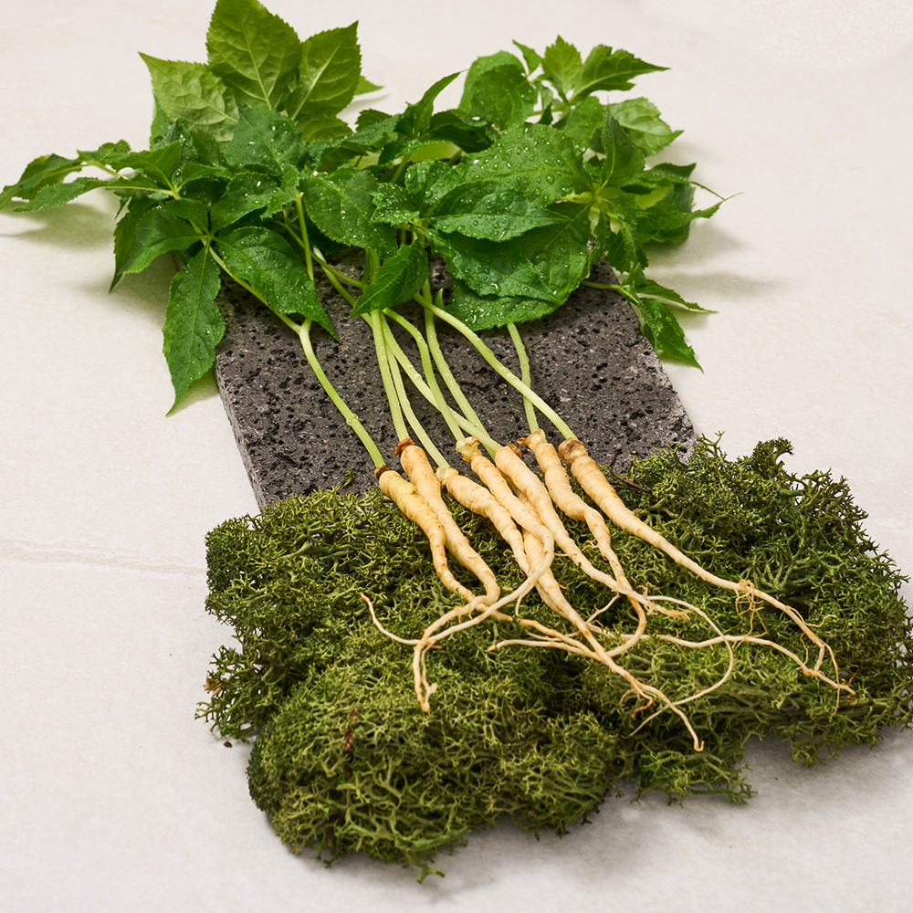 제주 새싹인삼 용천삼 (50뿌리)