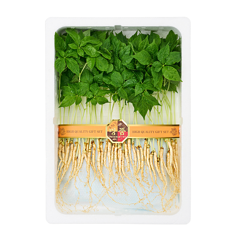 제주 새싹인삼 용천삼 (50뿌리)