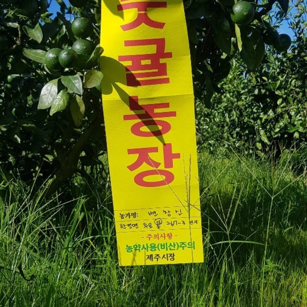 [귤향가득] 제주도 친환경 풋귤(청귤) 12,500원
