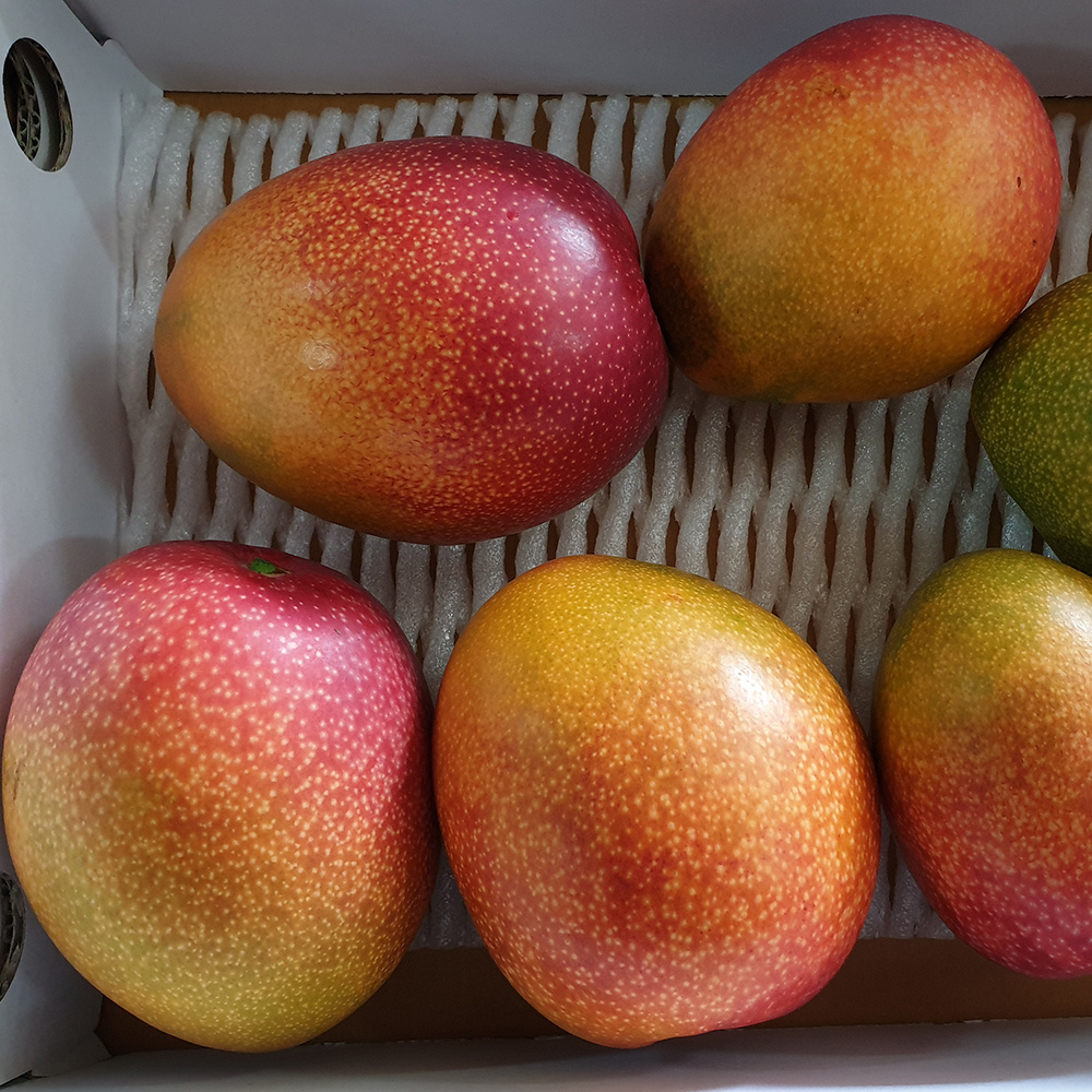[당근의고백] 제주 프리미엄 고당도 애플망고 산지직송, 특대과1kg, 2kg, 3kg