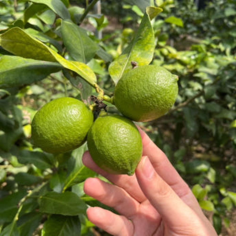 제주산 GAP인증 청레몬 2kg