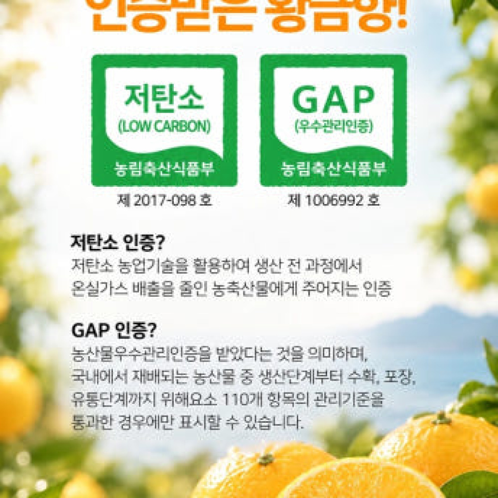 제주산 프리미엄 GAP인증 특품 황금향 2kg
