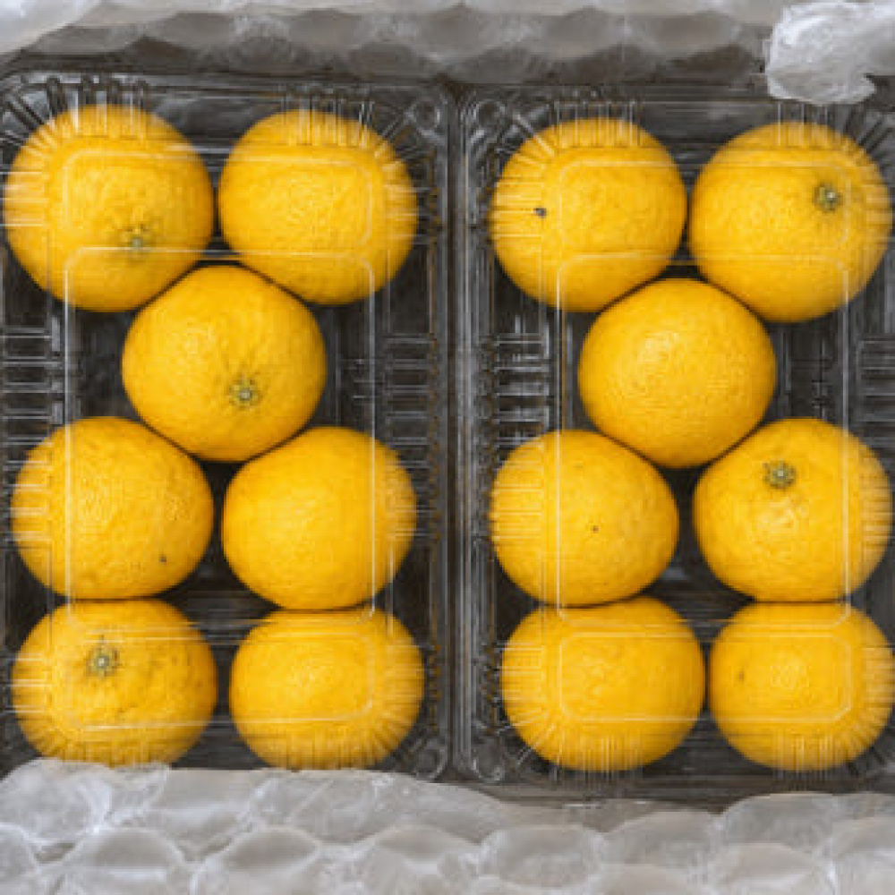 제주산 프리미엄 GAP인증 특품 황금향 2kg