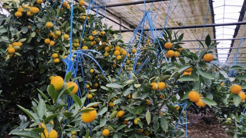 [봄율마켓] 제주 노지감귤 3KG 서귀포 농장 직거래