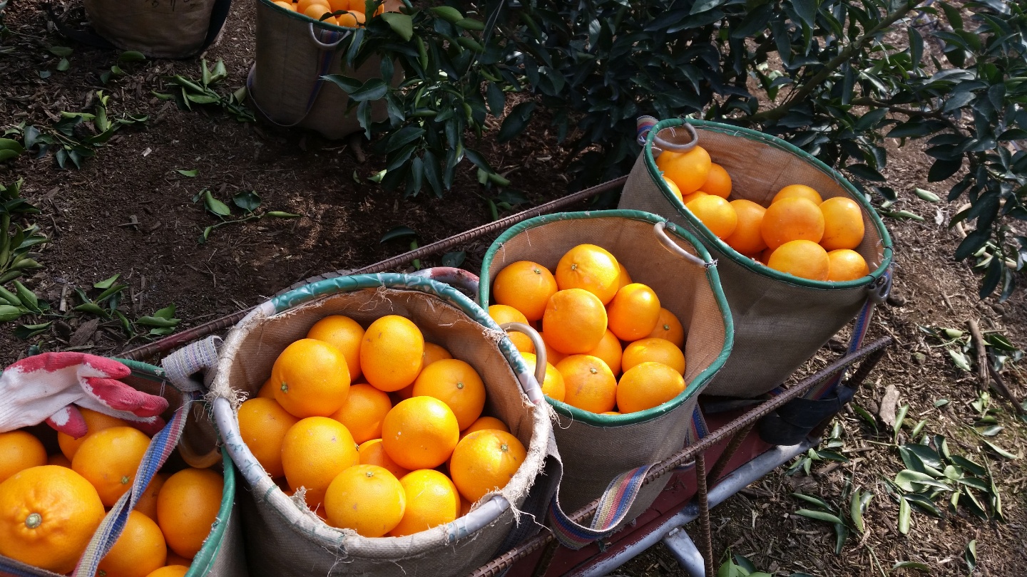 [봄율마켓] 제주 노지감귤 3KG 서귀포 농장 직거래