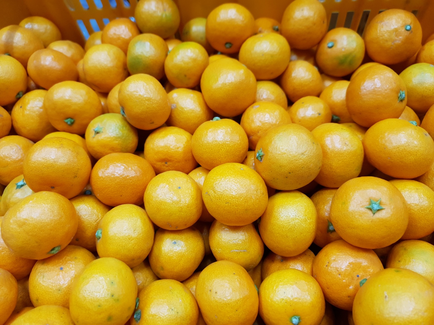 [봄율마켓] 제주 노지감귤 3KG 서귀포 농장 직거래