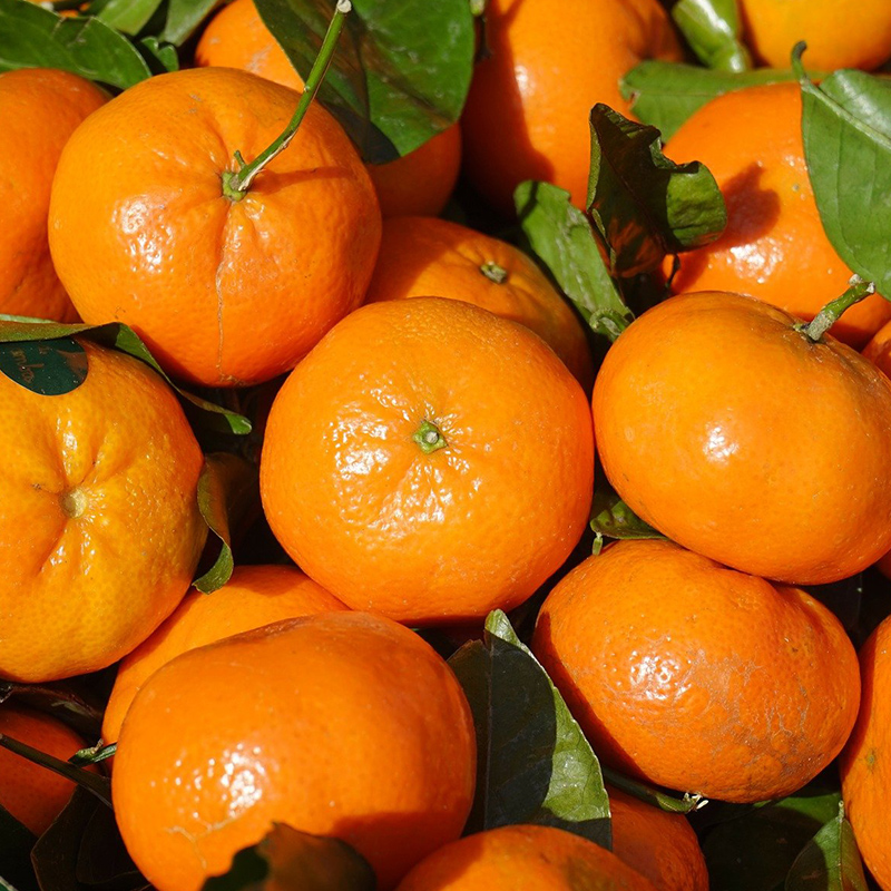 [봄율마켓] 제주 노지감귤 10KG 서귀포 농장 직거래