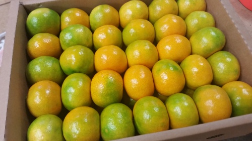 [봄율마켓] 제주 노지감귤 10KG 서귀포 농장 직거래