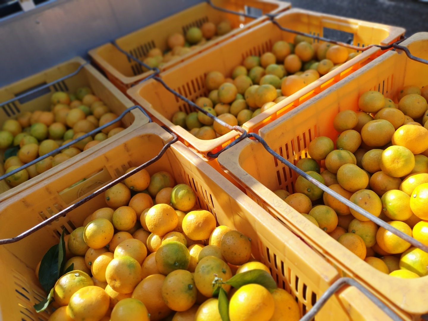 [봄율마켓] 제주 노지감귤 10KG 서귀포 농장 직거래