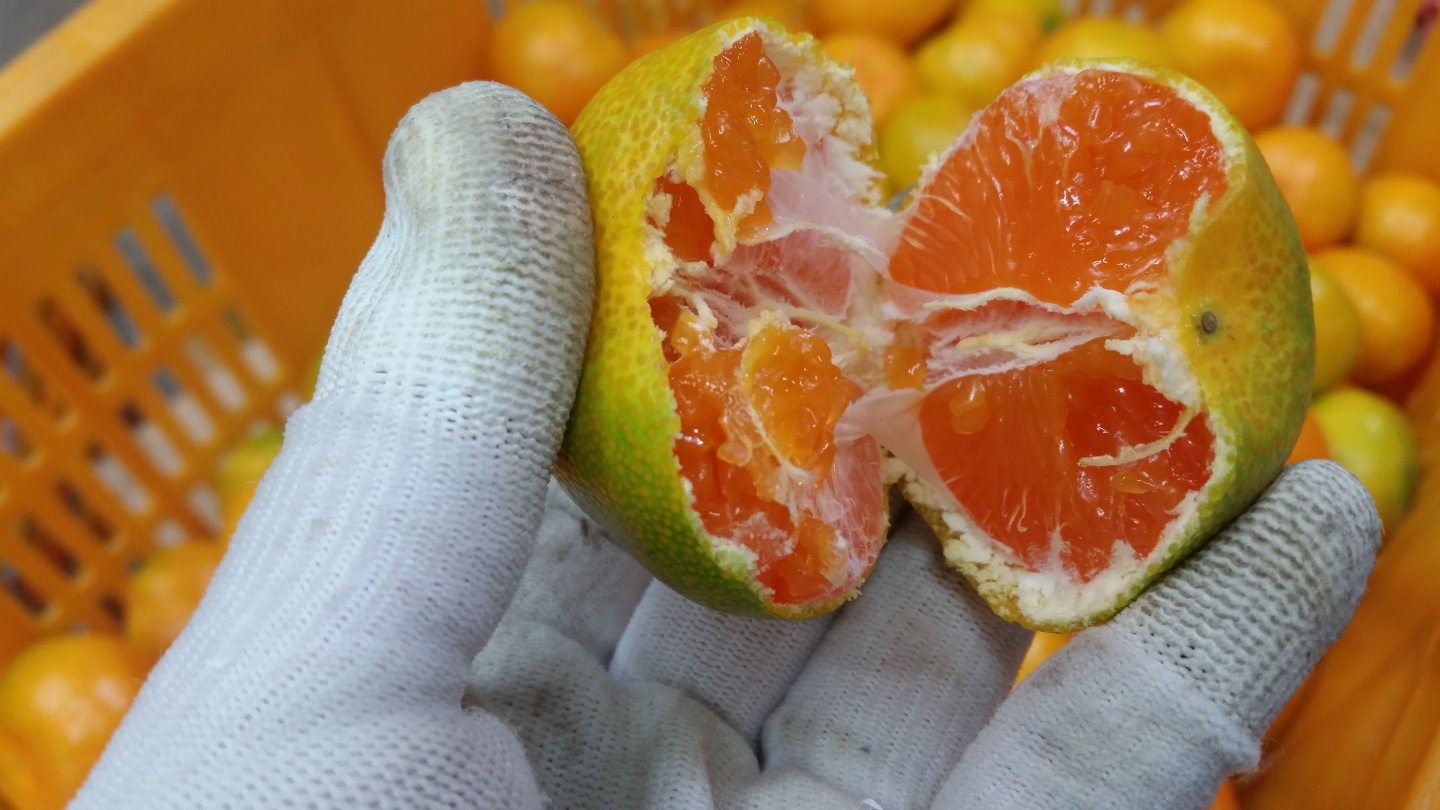 [봄율마켓] 제주 노지감귤 10KG 서귀포 농장 직거래