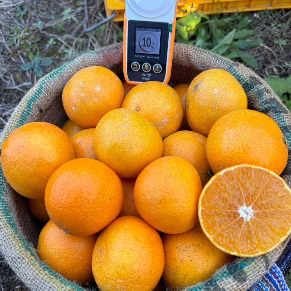 특가할인 초고당도Brix 제주 황금향 3kg,5kg,10kg