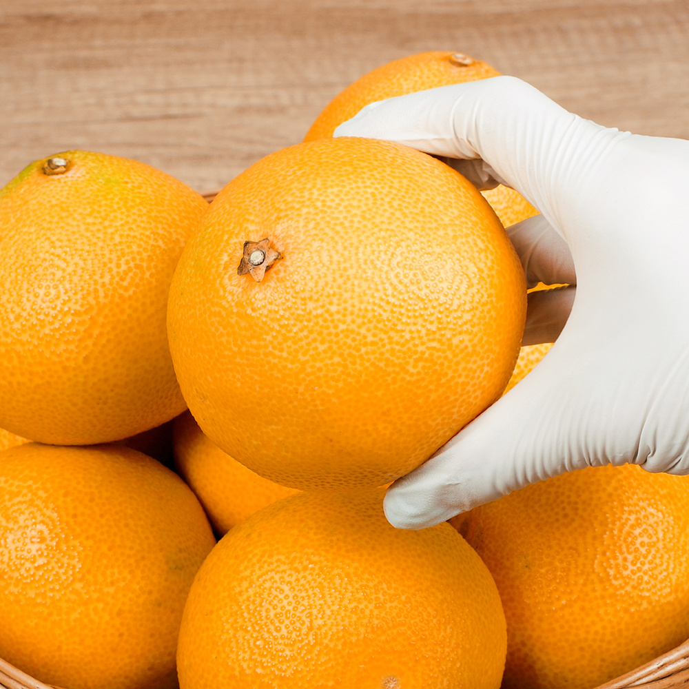 특가할인 초고당도Brix 제주 황금향 3kg,5kg,10kg