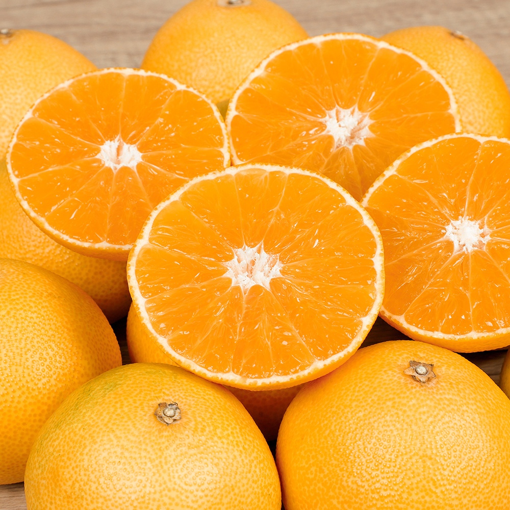 특가할인 초고당도Brix 제주 황금향 3kg,5kg,10kg