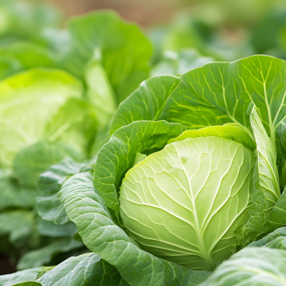 [오가닉]아삭한 제주산 햇 양배추 1개