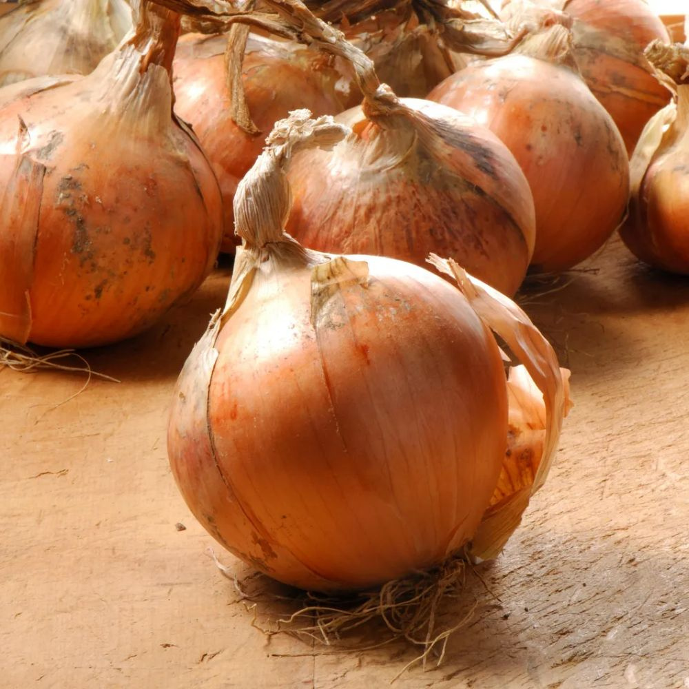 [오가닉]속이꽉찬 제주 조생양파 1개입