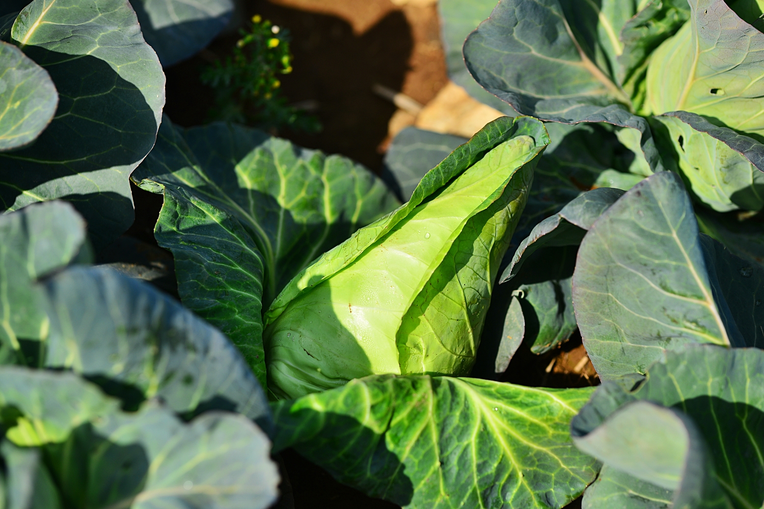 물한방울 들어가지 않은 100% 하루제주 고깔 양배추즙 80ml x 30포