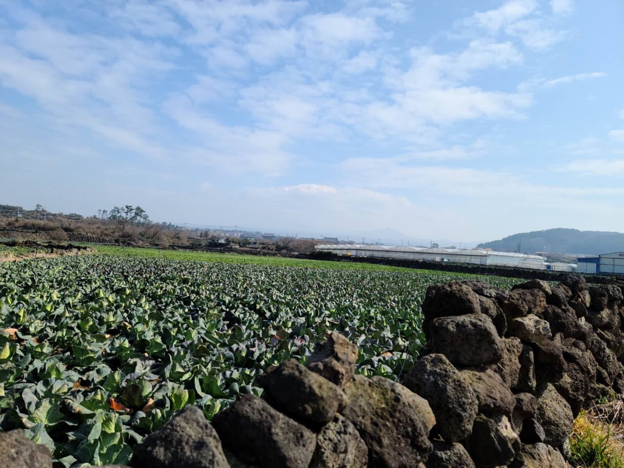 물한방울 들어가지 않은 100% 하루제주 고깔 양배추즙 80ml x 30포