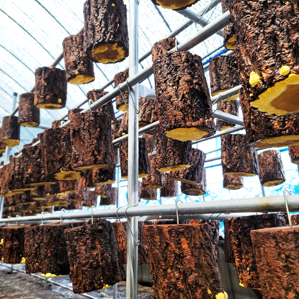 제주산 유기농 상황버섯 절편 제주상황버섯 실속형 100g200g