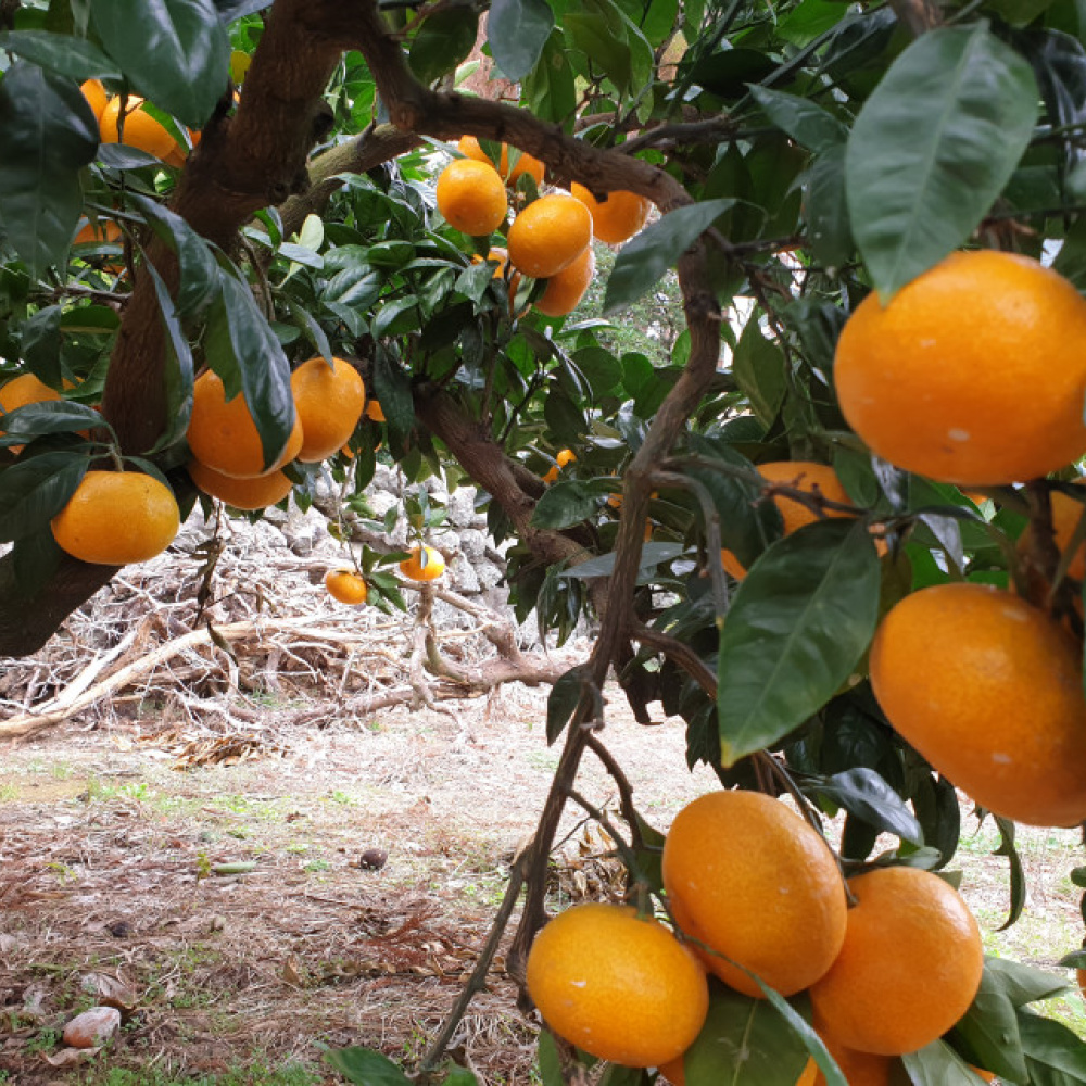 도솔촌 제주감귤과즐 4봉*1BOX(1봉에 10개입)