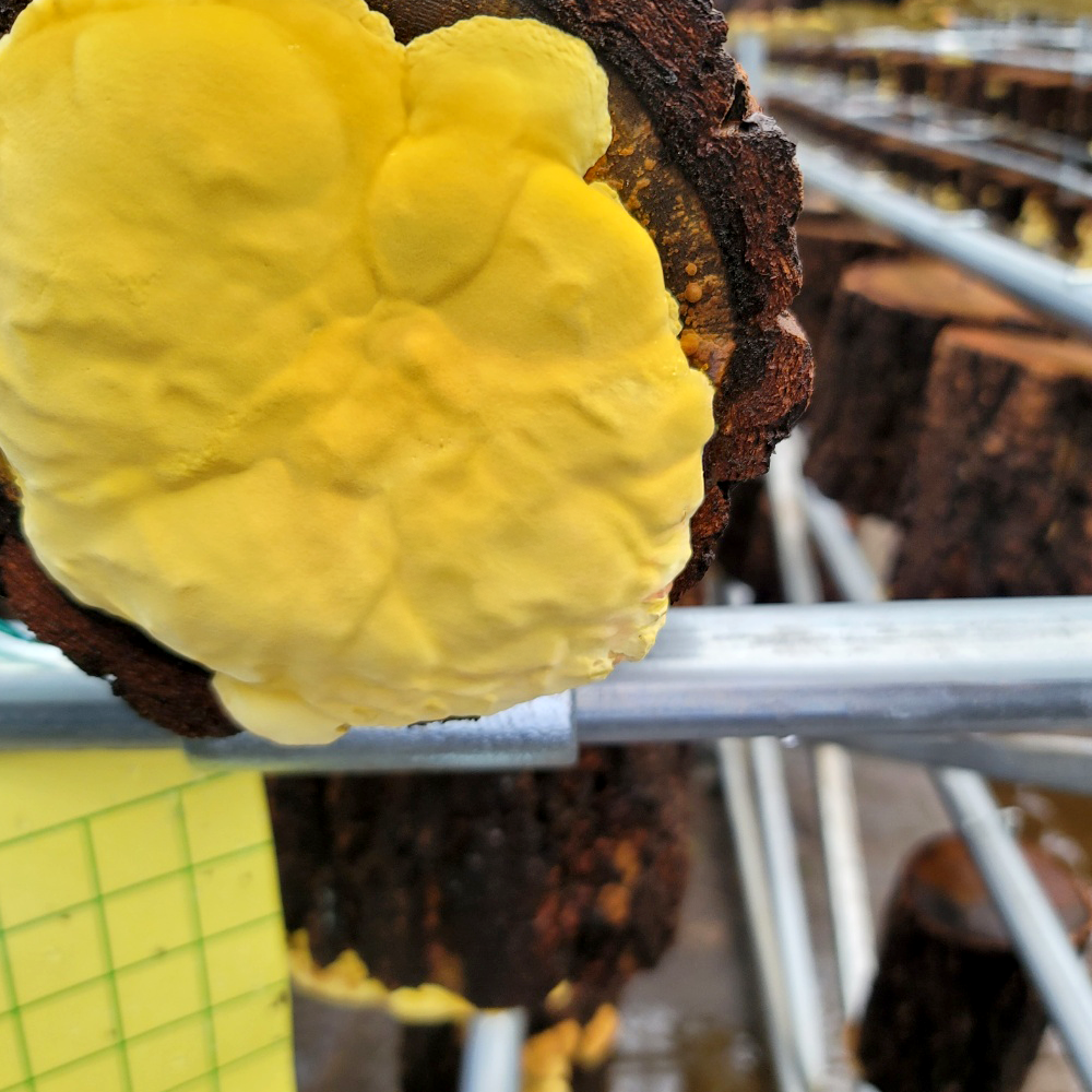 제주산 유기농 상황버섯 선물세트 제주상황버섯 알뜰세트 400g (200g 2개입)