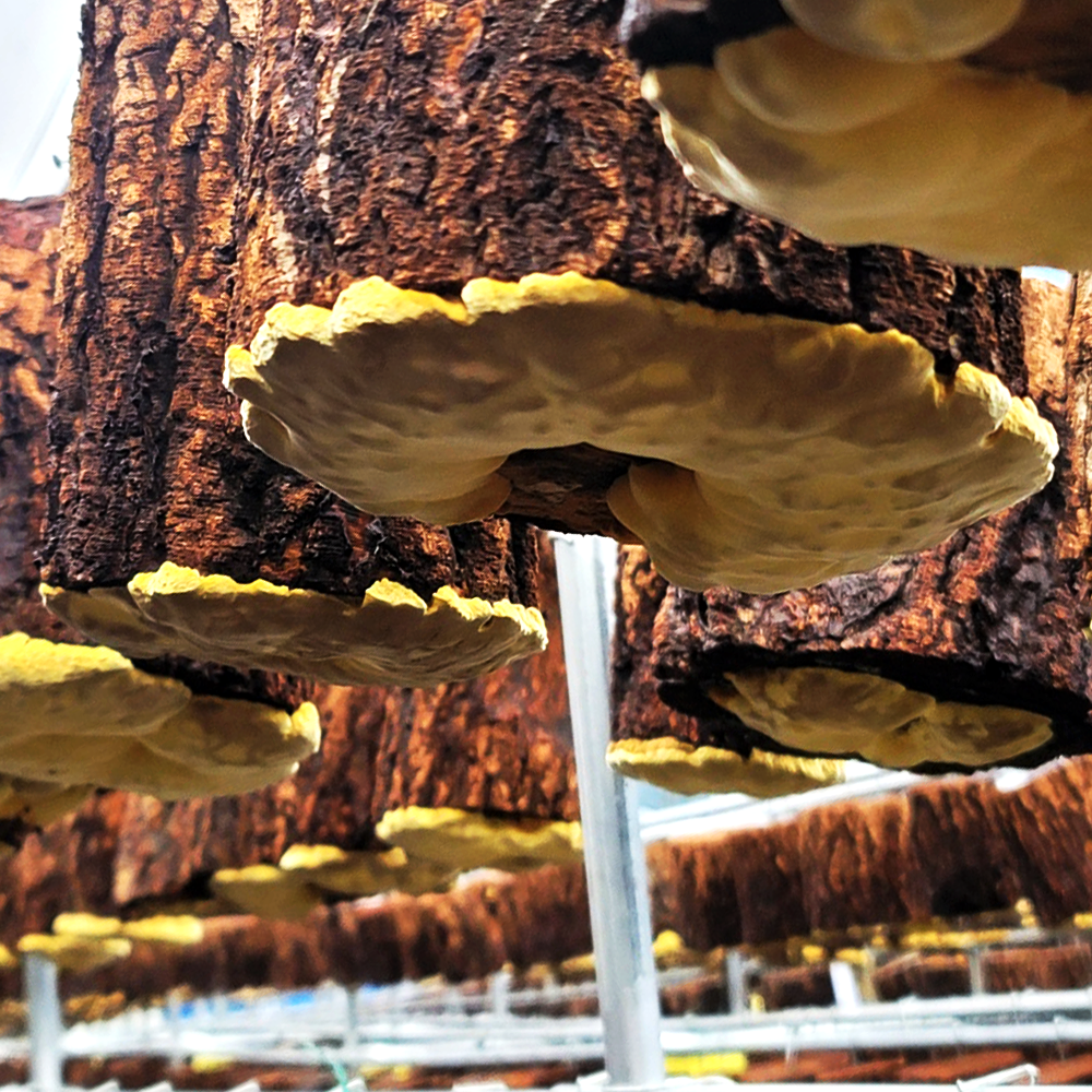 제주산 유기농 상황버섯 선물세트 제주상황버섯 A세트 400g (원물A 200g 2개입)