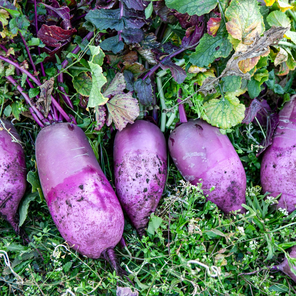 제주 자색무  5kg  외