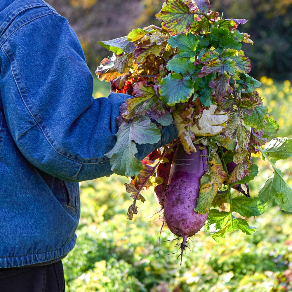 제주 자색무  5kg  외