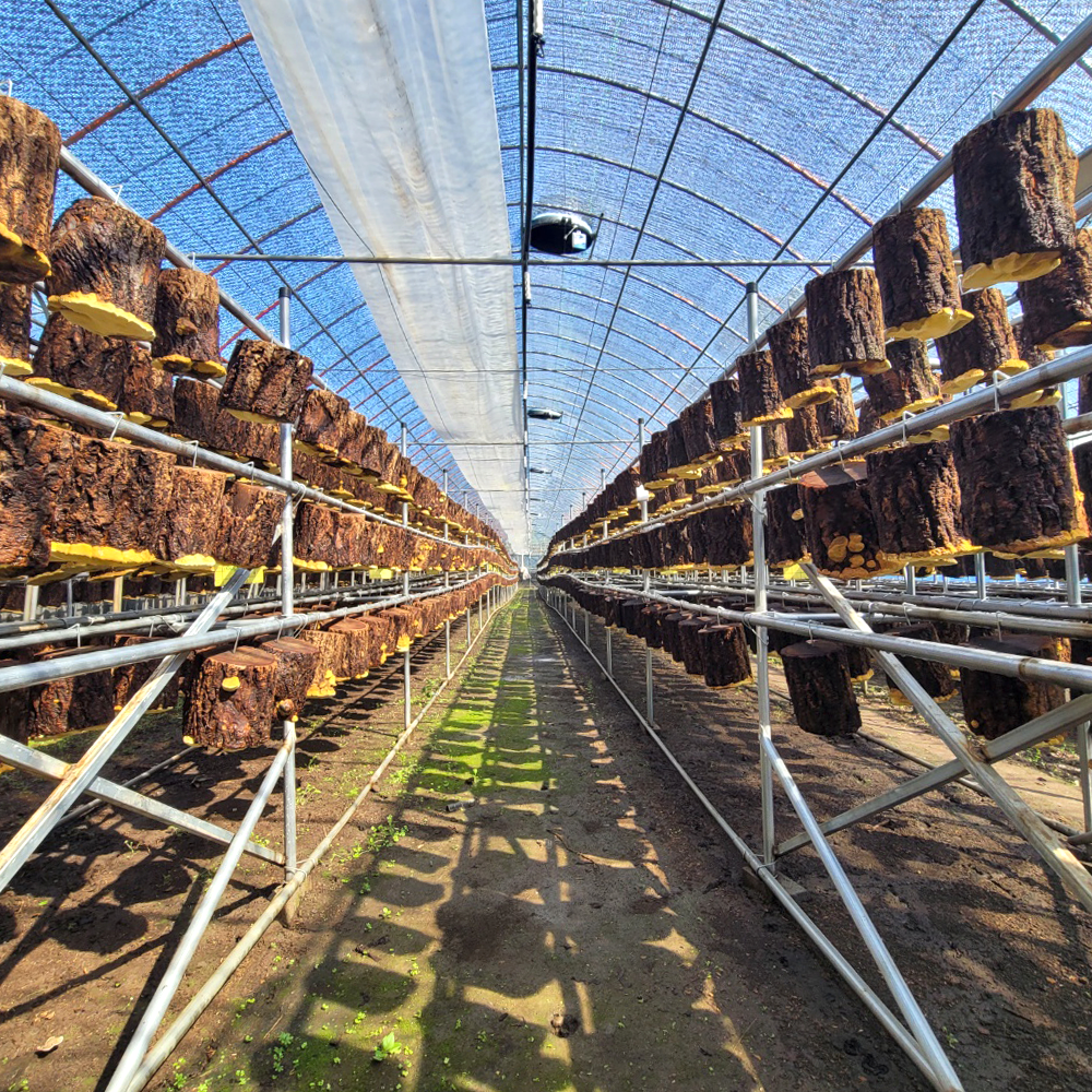 제주산 유기농 상황버섯 선물세트 제주상황버섯 D세트 400g (원물B 200g 2개입)